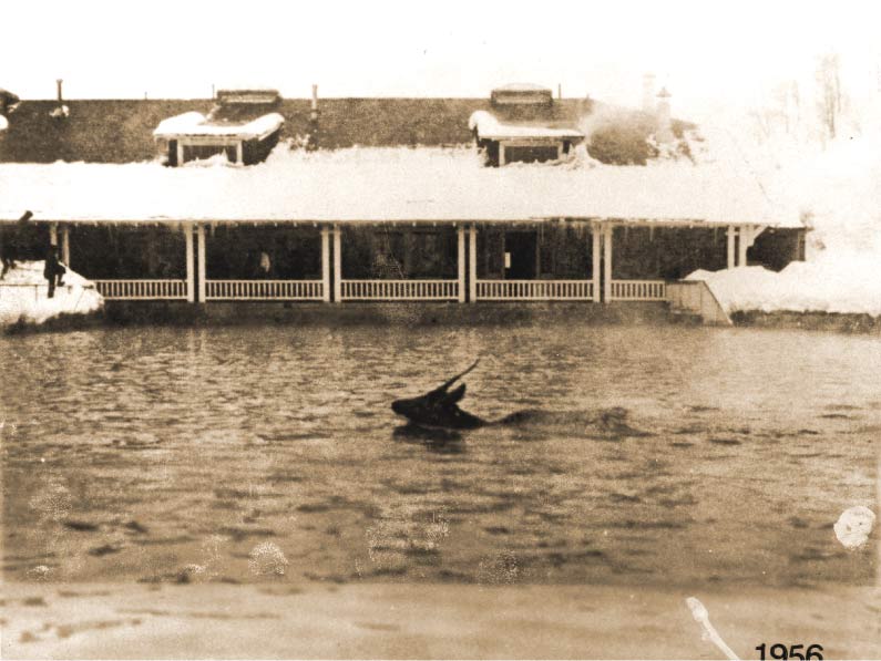 Elk taking a snowy swim in the early morning hours in 1956.